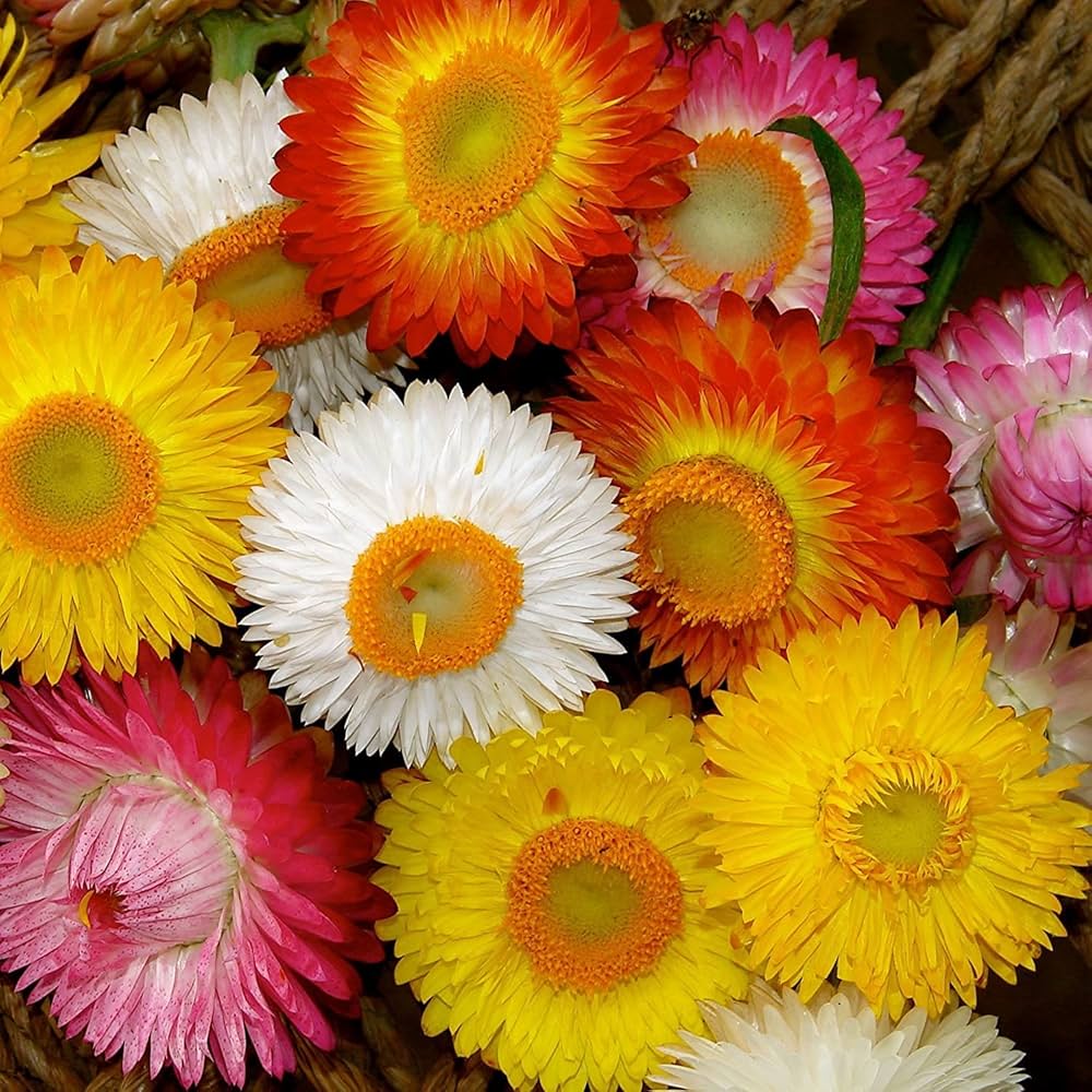 Helichrysum Flower seeds for Planting Perfect for Borders Heirloom & GMO Free Seeds for Home Garden