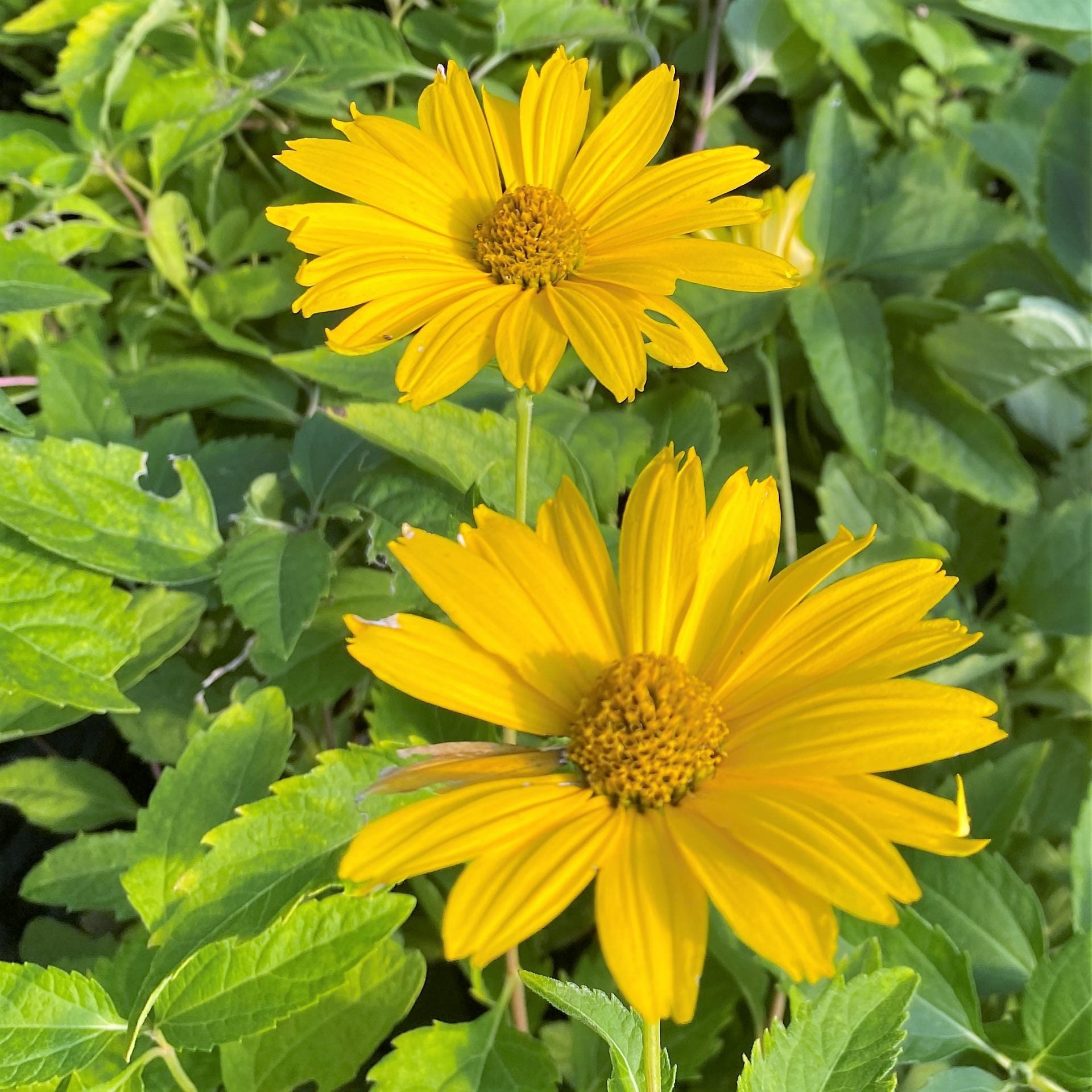 Summer Sun Sundrops Yellow Seeds for Bright Yellow Flowers