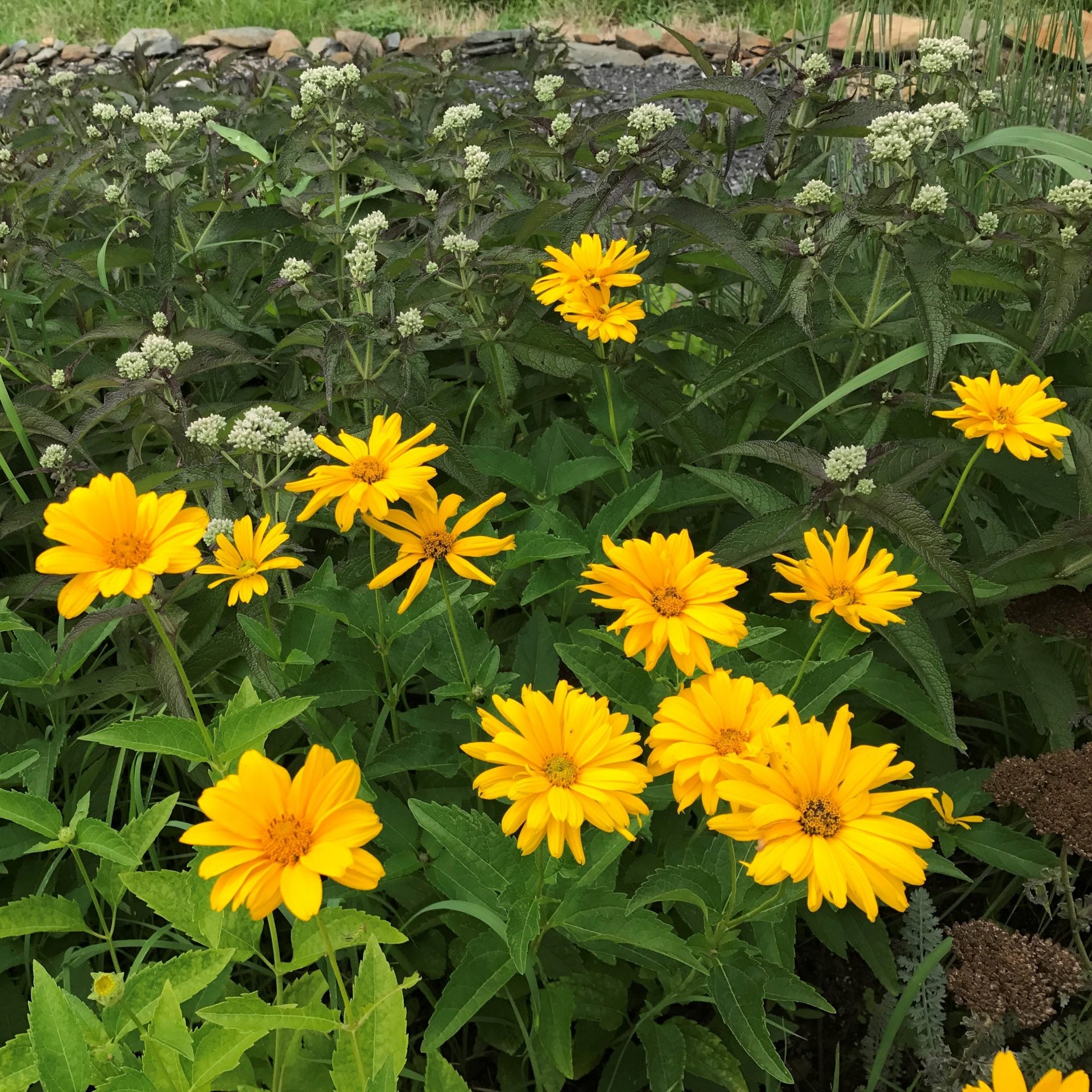 Summer Sun Sundrops Yellow Seeds for Bright Yellow Flowers