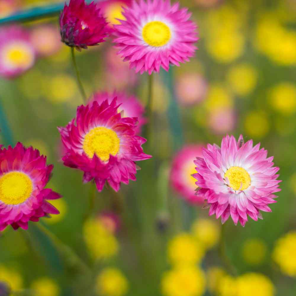 Pink Immortelle Flower Seeds for Planting  Beautiful Everlasting Blooms for Your Garden