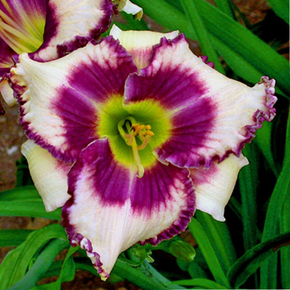 Cream Hemerocallis Flower Seeds Cut Flower Favorite Heirloom & GMO Free Seeds for Home Garden
 
 Sale