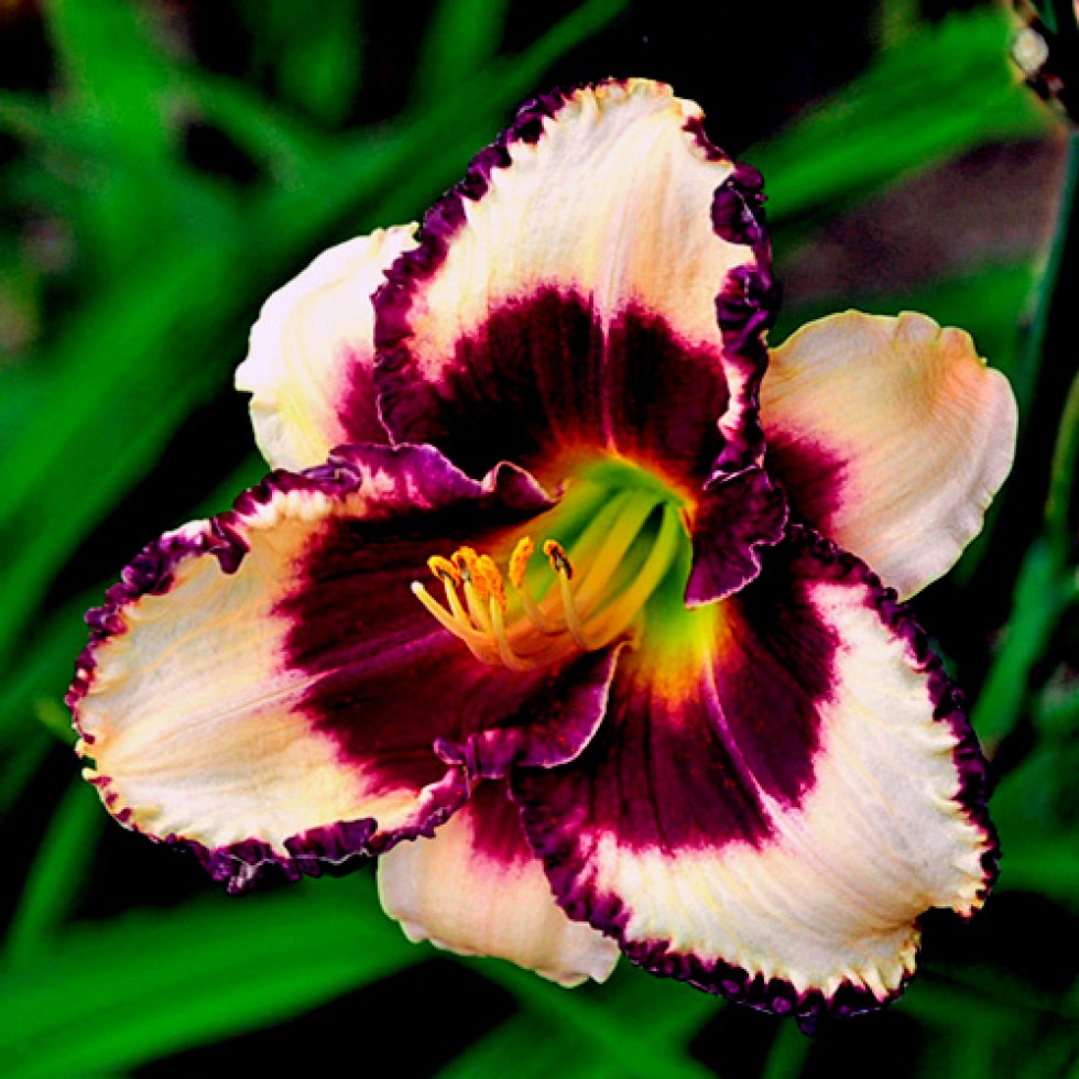 White Violet Hemerocallis Flower seeds for Planting - Compact Growth, Heirloom & GMO Free Seeds for Home Garden