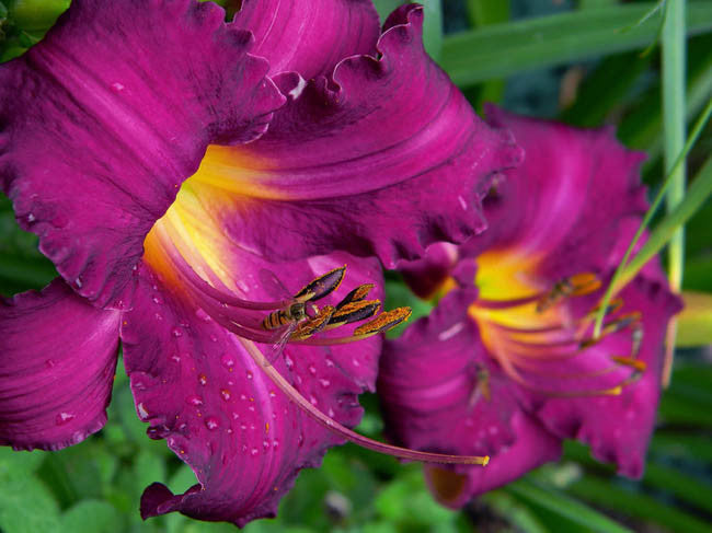 Violet Hemerocallis Flower seeds for Planting Easy to Grow Heirloom & GMO Free Seeds for Home Garden 
 
 Sale