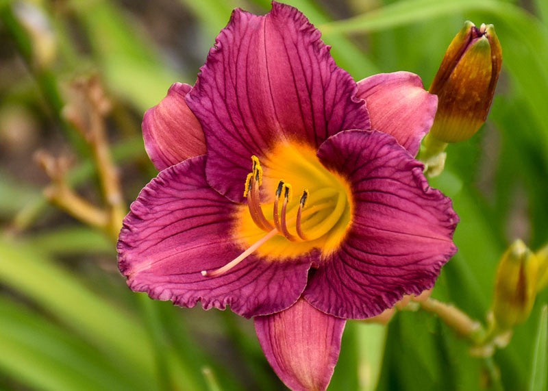 Violet Hemerocallis Flower seeds for Planting Easy to Grow Heirloom & GMO Free Seeds for Home Garden 
 
 Sale
