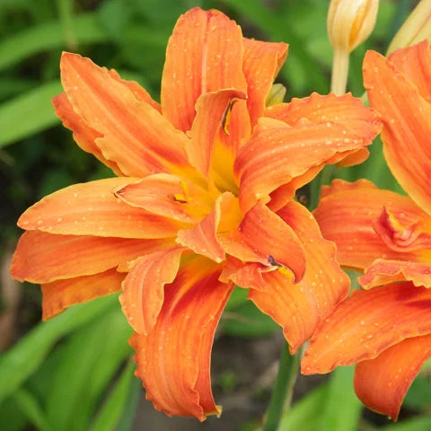 Orange Hemerocallis Flower seeds for Planting - Fragrant Blossoms, Heirloom & GMO Free Seeds for Home Garden
