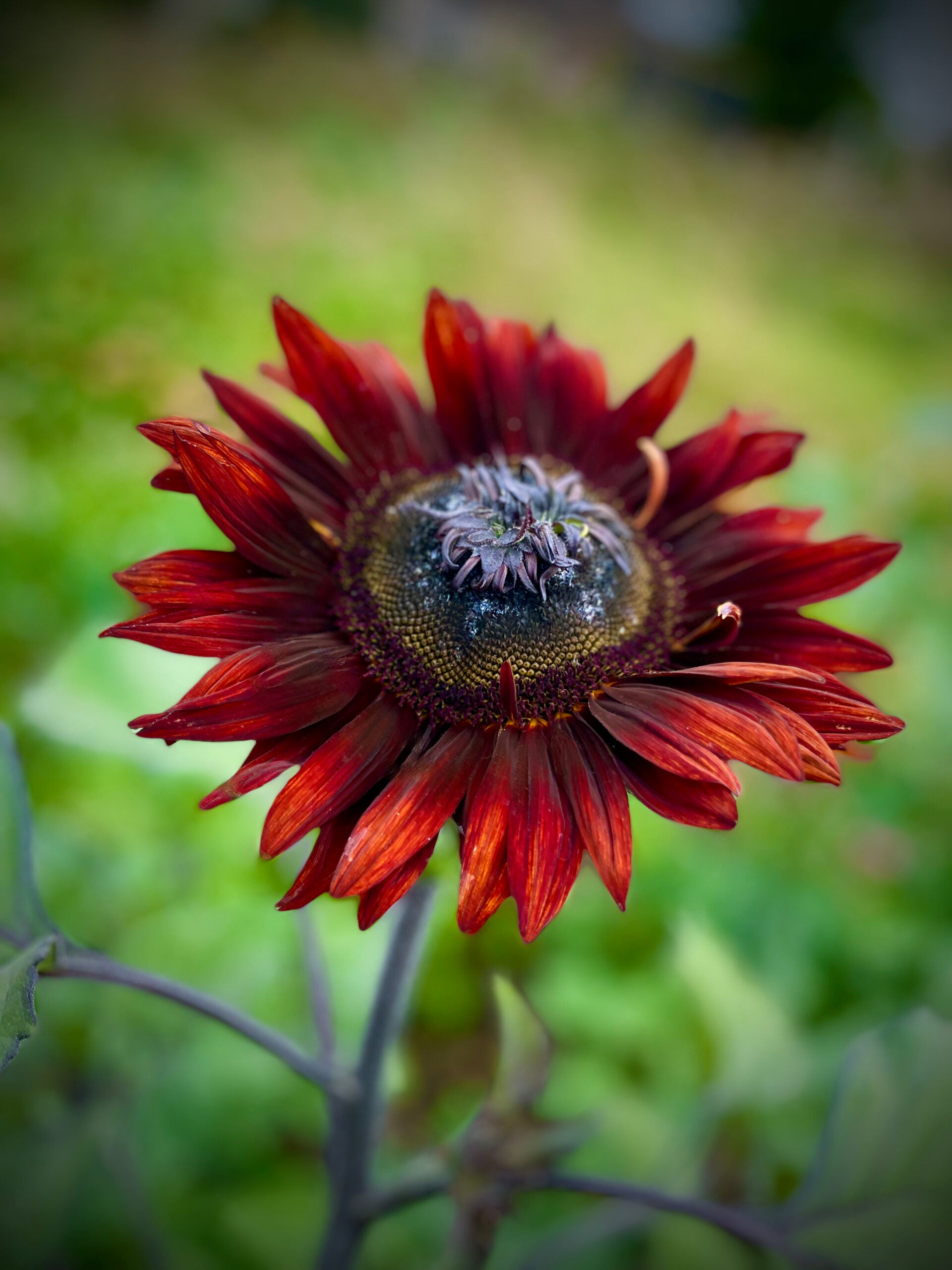 Red Mini Sunflower Seeds for Planting, Heirloom Non-GMO, High Germination Organic Garden Seeds