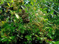 Henna white flowers grown from seeds attracting pollinators