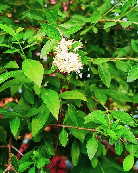 Lawsonia Inermis Flower seeds for Planting Drought Tolerant Heirloom & GMO Free Seeds for Home Garden