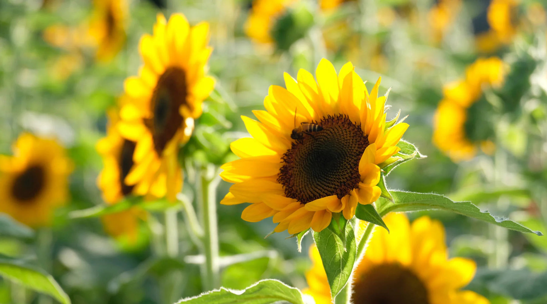 Sunflower Flower seeds for Planting Low Maintenance Heirloom & GMO Free Seeds for Home Garden