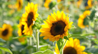 Sunflower Flower seeds for Planting Low Maintenance Heirloom & GMO Free Seeds for Home Garden