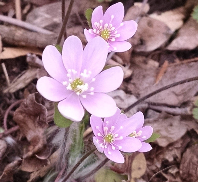 Pink White Hepatica Flower seeds for Planting - Hardy Variety, Heirloom & GMO Free Seeds for Home Garden