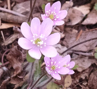 Pink White Hepatica Flower seeds for Planting - Hardy Variety, Heirloom & GMO Free Seeds for Home Garden