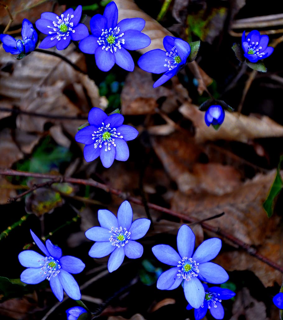 Hepatica Nobilis Flower seeds for Planting - Cut Flower Favorite, Heirloom & GMO Free Seeds for Home Garden