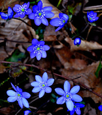 Hepatica Nobilis Flower seeds for Planting - Cut Flower Favorite, Heirloom & GMO Free Seeds for Home Garden