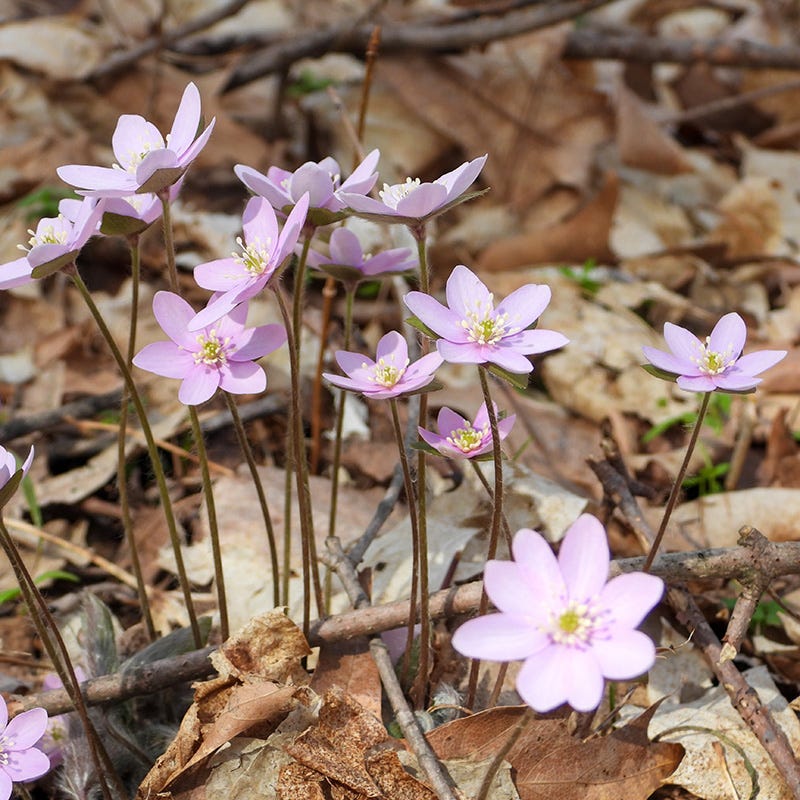 Pink White Hepatica Flower seeds for Planting - Hardy Variety, Heirloom & GMO Free Seeds for Home Garden