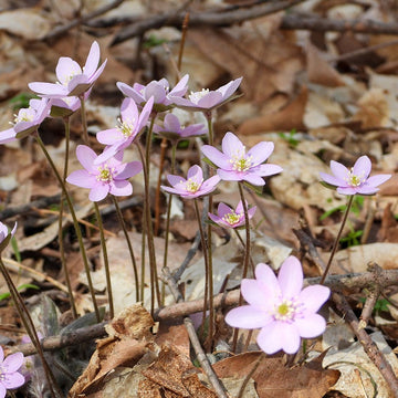 Pink White Hepatica Flower seeds for Planting - Hardy Variety, Heirloom & GMO Free Seeds for Home Garden