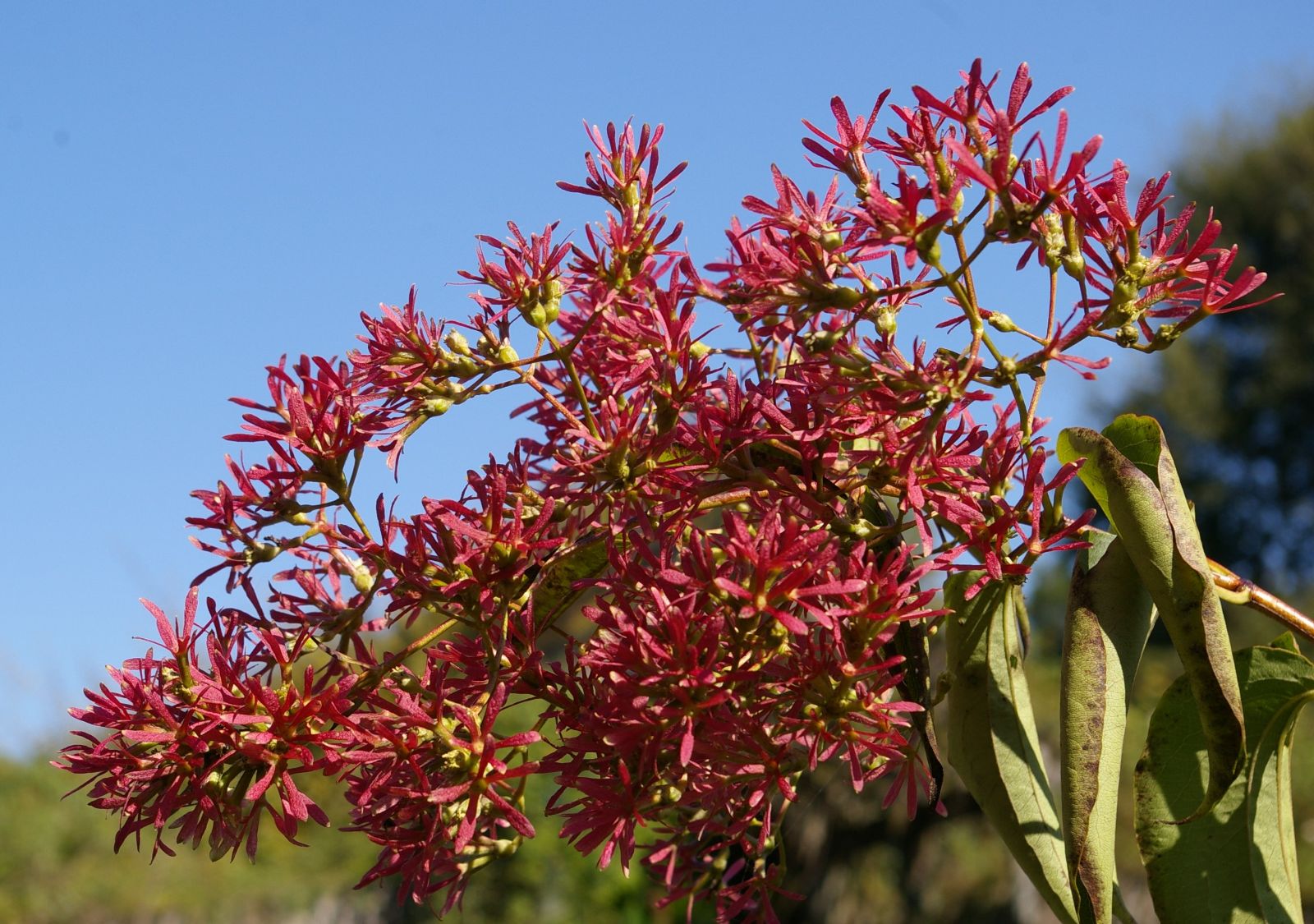 Heptacodium Miconioides Seven Sons Flower Shrub Seeds