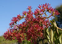 Heptacodium Miconioides Seven Sons Flower Shrub Seeds
