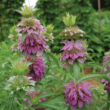 Lavender Lemon Mint Flower seeds for Planting - Low Maintenance, Heirloom & GMO Free Seeds for Home Garden
