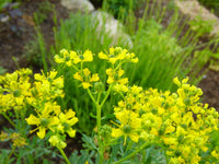 Yellow Ruta Graveolens Flower Planting Seeds  Brighten Your Garden with Vibrant Flowers