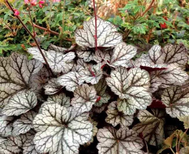 White Coral Bells Flower seeds for Planting - Cut Flower Favorite, Heirloom & GMO Free Seeds for Home Garden