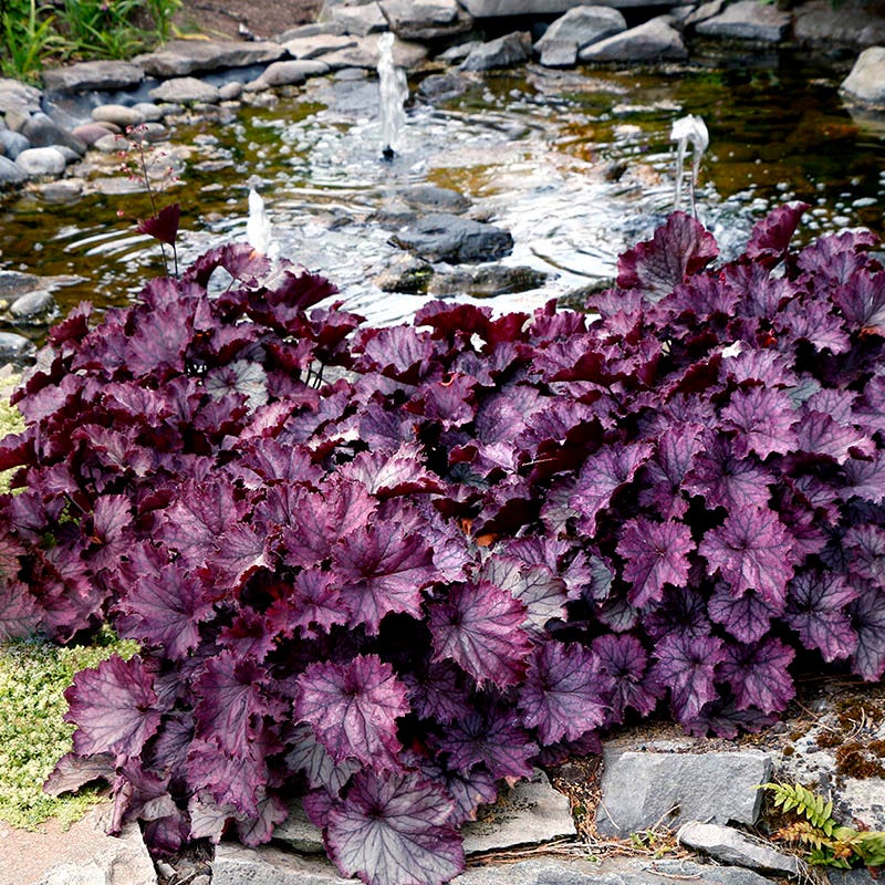 Purple Heuchera Flower seeds for Planting - Pollinator Friendly, Heirloom & GMO Free Seeds for Home Garden