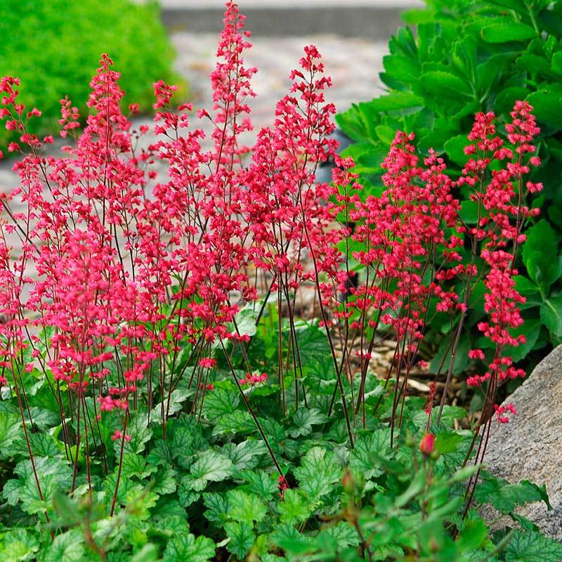 Coral Bells Heuchera Flower seeds for Planting - Wildflower Mix, Heirloom & GMO Free Seeds for Home Garden