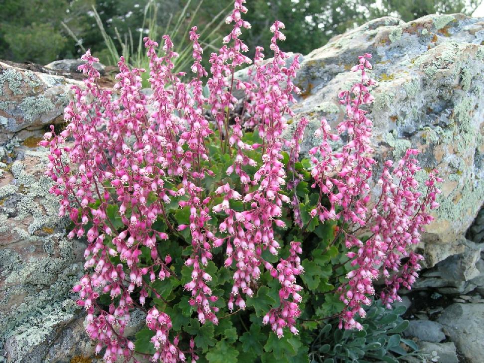 Heuchera Pulchella Flower seeds for Planting Bright Blooms Heirloom & GMO Free Seeds for Home Garden