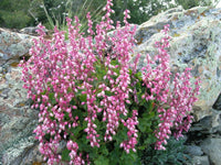 Heuchera Pulchella Flower seeds for Planting Bright Blooms Heirloom & GMO Free Seeds for Home Garden