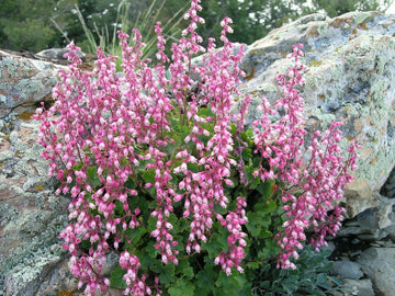 Heuchera Pulchella Flower seeds for Planting Bright Blooms Heirloom & GMO Free Seeds for Home Garden