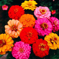 Deep Red Zinnia Flower seeds for Planting Wildflower Mix Heirloom & GMO Free Seeds for Home Garden 
 
 Sale