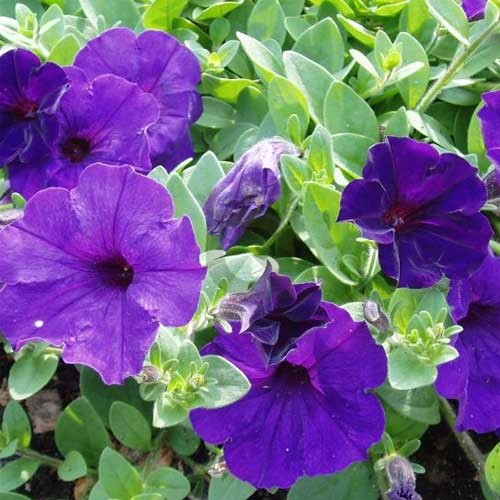 Light Blue Petunia Flower seeds for Planting Easy to Grow Heirloom & GMO Free Seeds for Home Garden