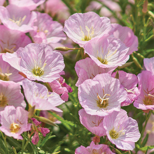 Oenothera speciosa (Mexican or Showy Evening Primrose)Flower Seeds for Planting Flower seeds for Planting Bright Blooms Heirloom GMO flower your garden
