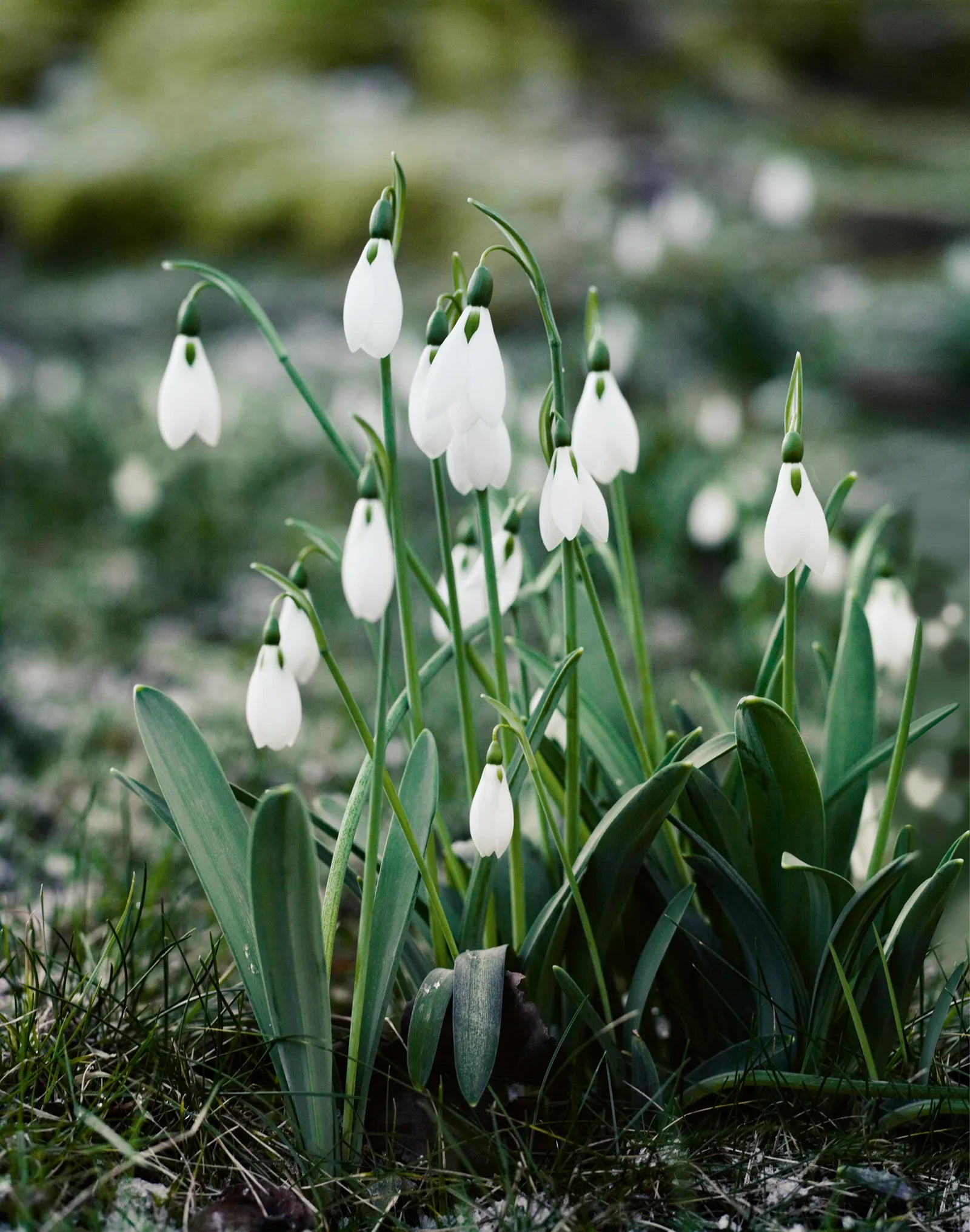 White Snowbells Flower seeds for Planting - Pollinator Friendly, Heirloom & GMO Free Seeds for Home Garden