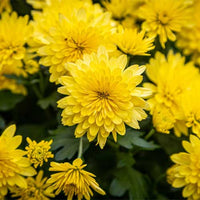 Yellow Chrysanthemum Flower seeds for Planting Drought Tolerant Heirloom & GMO Free Seeds for Home Garden 
 
 Sale