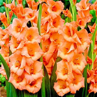 Gladiolus Flower seeds for Planting Pollinator Friendly Heirloom & GMO Free Seeds for Home Garden