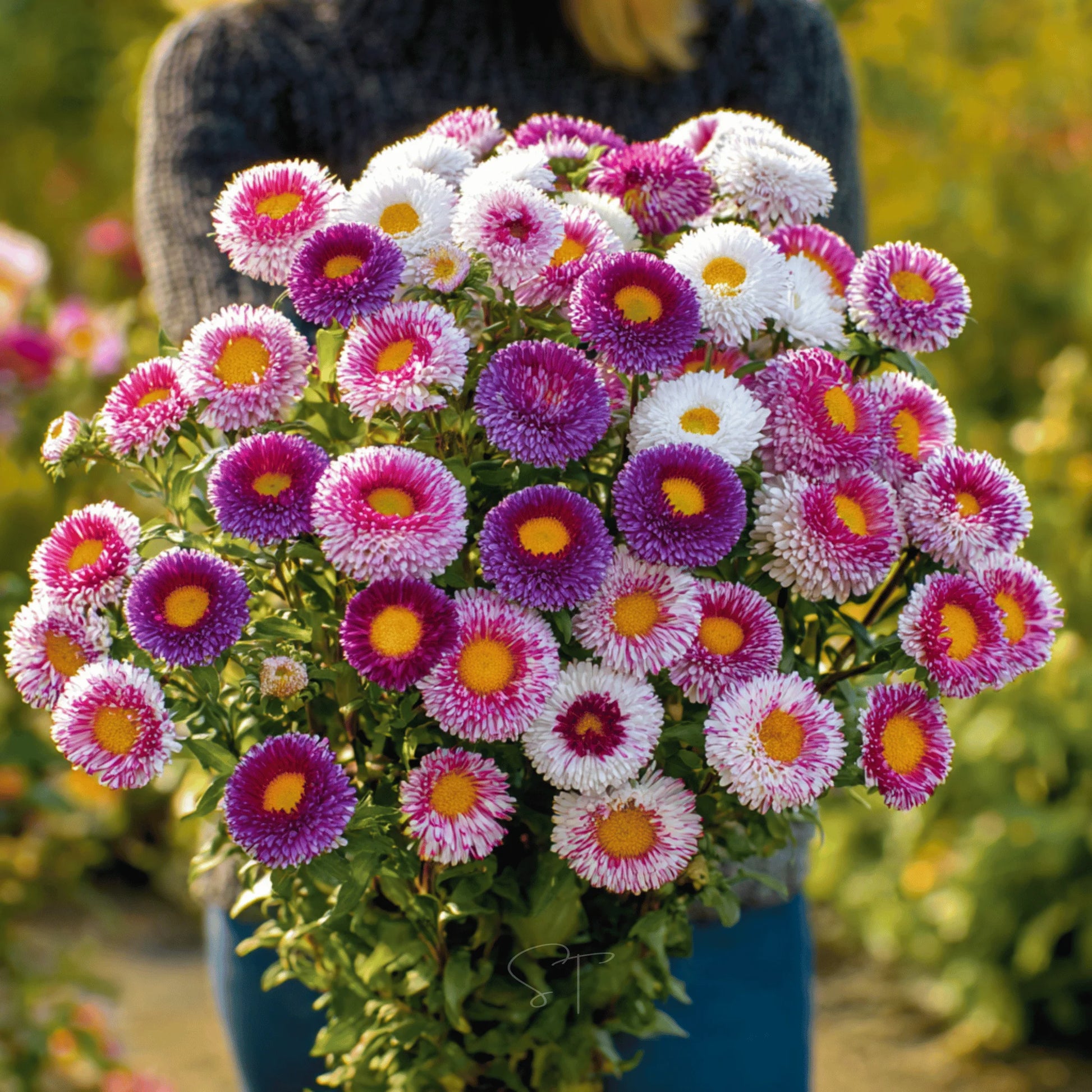 Heirloom China Aster Flower seeds for Planting Cottage Garden Essential Heirloom & GMO Free Seeds for Home Garden
