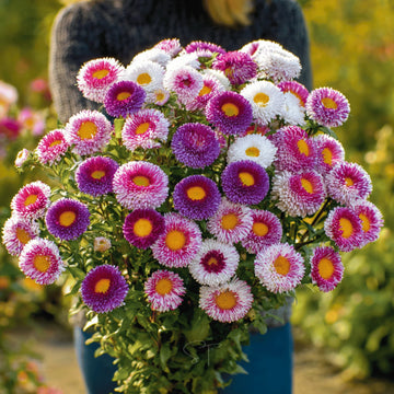 Heirloom China Aster Flower seeds for Planting Cottage Garden Essential Heirloom & GMO Free Seeds for Home Garden