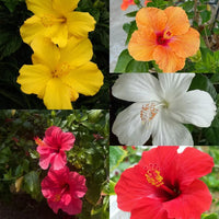 Hibiscus Flower seeds for Planting Premium Quality Heirloom & GMO Free Seeds for Home Garden