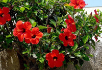 Hibiscus (Hibiscus Flower) seeds for planting in home garden