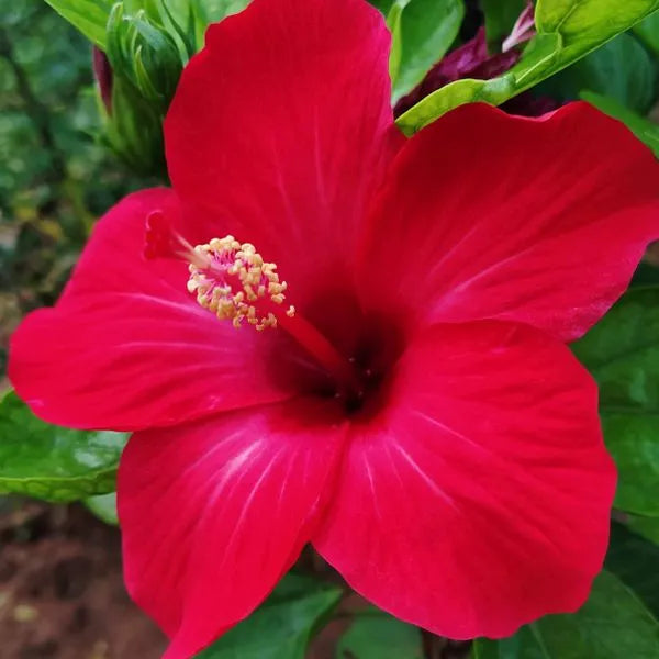 China Rose Rettichsamen Seeds for Spicy, Flavorful Radishes
