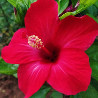 China Rose Rettichsamen Seeds for Spicy, Flavorful Radishes