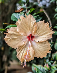 Cream Hibiscus Flower Seeds – Easy to Grow Heirloom & NonGMO Seeds for Home Garden
 
 Sale