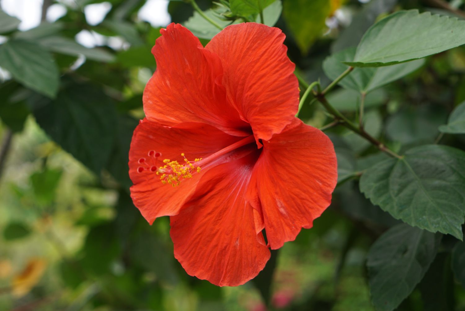 Dark Orange Hibiscus Flower seeds for Planting Long Bloom Season Heirloom & GMO Free Seeds for Home Garden 
 
 Sale