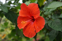 Mixed Hibiscus Flower seeds for Planting - Sun Loving, Heirloom & GMO Free Seeds for Home Garden