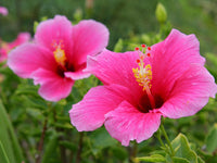 Vibrant Dark Pink Hibiscus Flower Seeds for Spring Planting
