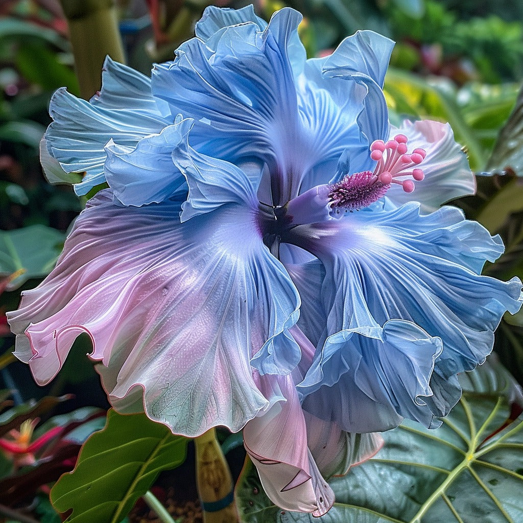 Hibiscus Rainbow Seeds for Planting