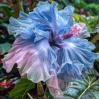 Hibiscus Rainbow Seeds for Planting