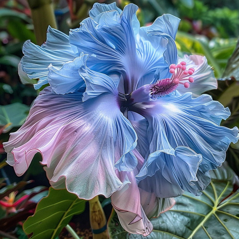 Hibiscus Rainbow Seeds for Planting
