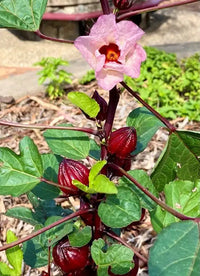 Roselle Hibiscus Sabdariffa Flower seeds for Planting - Cut Flower Favorite, Heirloom & GMO Free Seeds for Home Garden
